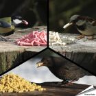 Probierpaket - Leckerbissen für Wildvögel - Online bei Alles für Vögel