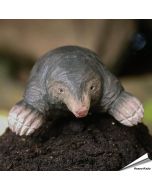 DecoAnimal Maulwurf (Talpa europaea) | Handgefertigt | Holz