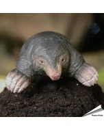 DecoAnimal Maulwurf von Wildlife Garden, handgeschnitzte Holzfigur mit naturgetreuer Gestaltung, breiten Grabpfoten und langgestreckter Schnauze.