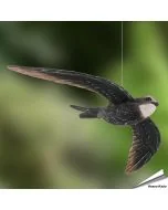 Mauersegler (Apus apus) | Handgeschnitzter Holzvogel