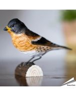 Bergfink (Fringilla montifringilla) | Handgeschnitzt | Online kaufen - Alles für Vögel