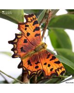 DecoButterfly C-Falter von Wildlife Garden: handgeschnitzter Holzmagnet mit gezackten Flügeln, handbemalt und mit Draht für Pflanzendekoration.