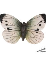 DecoButterfly Großer Kohlweißling von Wildlife Garden. Handgeschnitzter Holzmagnet mit hellen Flügeln, schwarzen Spitzen und Metalldraht.