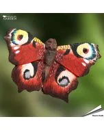 DecoButterfly - Koelkast Magneet - Dagpauwoog