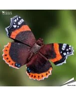 DecoButterfly - Admiral