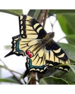 DecoButterfly Schwalbenschwanz von Wildlife Garden als Holzschmetterling zwischen grünen Blättern, mit gelbschwarzen Flügeln, blauen Zeichnungen und roten Augenflecken.