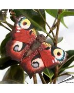 DecoButterfly Tagpfauenauge von Wildlife Garden. Handgeschnitzter Holzmagnet mit markanten Augenflecken und Metalldraht für Blumen- und Pflanzendekoration.