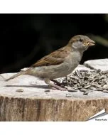 Gestreifte Sonnenblumenkerne für Wildvögel in 1 kg Verpackung ✔️ Hoher Energiegehalt ✔️ Flexibel verwendbar ✔️ Natürlich & qualitätsbewusst ✔️ Bestelle jetzt bei Alles für Vögel
