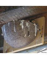 Kunstnistkasten Rauchschwalbe