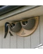 Nisthilfe für Mehlschwalben mit 2 Nistschalen ✔️ Mehlschwalbennest ✔️ Schalenförmige Nisthilfe ✔️ Hochwertige Verarbeitung ➤ Bestelle direkt auf Alles für Vögel