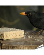Premium Fettblock mit getrockneten Mehlwürmern von Aniculis