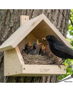 Robuster, artgerechter Nistkasten für die Amsel ✔️ Halbhöhle ✔️ Verschraubtes Massiv-Holz ✔️ Nach NABU ➤ Kaufe jetzt direkt bei Alles für Vögel