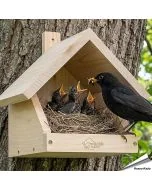 Robuster, artgerechter Nistkasten für die Amsel ✔️ Halbhöhle ✔️ Verschraubtes Massiv-Holz ✔️ Nach NABU ➤ Kaufe jetzt direkt bei Alles für Vögel