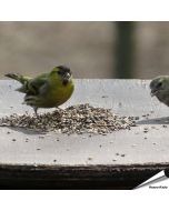 Speziell zusammengestelltes Aniculis-Wildvogelfutter für Zeisige, Stieglitze und Finken ✔️ Natürliche, ausgewogene und hochwertige Zusammensetzung ✔️ Bestelle online bei Alles für Vögel