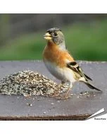 Wildvogelfutter speziell auf die Bedürfnisse von Gimpel und andere Finken zusammengestellt ✔️ Ausgewogene, natürliche Zusammensetzung ➤ Bestelle online bei Alles für Vögel