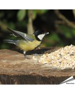 Premium Futtersäulen-Mix mit Anissamen (1 kg)