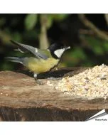 Premium Futtersäulen-Mix mit Anissamen (1 kg)