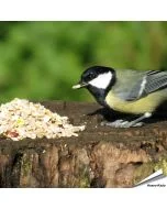Unkrautfreies Premium Wildvogelfutter von Aniculis ✔️ Alle Zutaten schalenlos und keimfrei ✔️ Komplett ohne Weizen ✔️ Energiereiche Zutaten - Ideal für Gartenvögel ➤ Kaufen bei Alles für Vögel