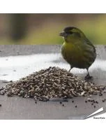 Wildvogel-Futtermischung speziell für Samenfresser ✔️ Vielseitige Saatenmischung - Naturnah und artgerecht ✔️ Reich an Energie und Nährstoffen ➤ Bestelle online bei Alles für Vögel