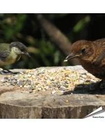 Weizenfreies Wildvogelfutter in Premium Qualität ✔️ Ausgewogene Futtermischung für Wildvögel ✔️ Ganzjährig - Für Gartenvögel ➤ Online kaufen bei Alles für Vögel