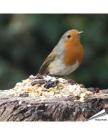 Premium Winter-Fettfutter für Rotkehlchen - Online bei Alles für Vögel