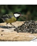 Hochwertige schwarze Sonnenblumenkerne ✔️ Extrem beliebte Futtersorte von Gartenvögel ✔️ Hoher Anteil an ungesättigten Ölen und Proteinen ➤ Online bestellen auf www.allesfuervoegel.de