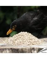 Geschälte und gehackte Sonnenblumenkerne ✔️ Ganzjährige, natürliche Futterquelle für Wildvögel ✔️ Unkrautfrei ➤ Bestelle direkt online bei Alles für Vögel