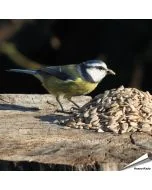 Sonnenblumenkerne geschält für Wildvögel - Alles für Vögel