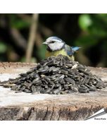 Schwarze Sonnenblumenkerne online kaufen? www.allesfuervoegel.de