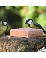 Kohlmeisen beim Aniculis Energieblock mit Beeren