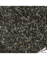 Niger-Samen für viele verschiedene Vogelarten ✔️ Hohen Gehalt an Fett und Eiweiß ✔️ Hochwertiges Einzelfuttermittel für Wildvögel ✔️ Direkt online bestellen bei Alles für Vögel