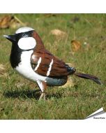 Metallvogel - Haussperling