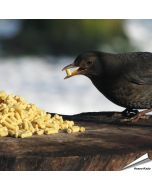 Leckerbissen mit Insekten für Wildvögel - www.allesfuervoegel.de