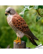 Turmfalke (Falco tinnunculus) | Handgeschnitzter Holzvogel