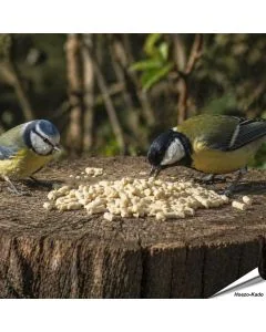Vegetarische Fett-Leckerbissen mit Erdnüssen für Vögel ✔️ Keine tierischen Produkte - Rein pflanzlich ✔️ Ohne Palmöl - Nachhaltig ➤ Kaufe Aniculis Vogelfutter bei Alles für Vögel