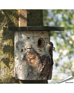 Birken-Nistkasten für Wildvögel | 32mm Einflugöffnung