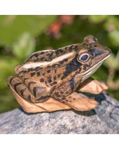 DecoAnimal Moorfrosch aus Holz von Wildlife Garden mit braun geflecktem Rücken, großen Augen und angewinkelten Beinen auf einem grauen Stein.