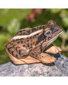 DecoAnimal Moorfrosch aus Holz von Wildlife Garden mit braun geflecktem Rücken, großen Augen und angewinkelten Beinen auf einem grauen Stein.