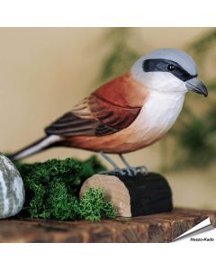 Handgeschnitzter Neuntöter in Naturgrösse ✔️ Mit ungiftigen Farben naturgetreu bemalt ✔️ Originelles Geschenk für Vogel- und Naturliebhaber ✔️ Kaufe online bei Alles für Vögel