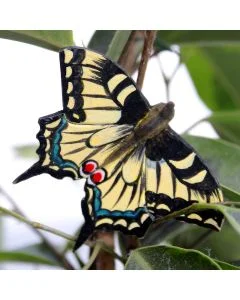 DecoButterfly Schwalbenschwanz von Wildlife Garden als Holzschmetterling zwischen grünen Blättern, mit gelbschwarzen Flügeln, blauen Zeichnungen und roten Augenflecken.