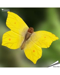 DecoButterfly - Zitronenfalter