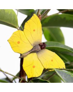 DecoButterfly Zitronenfalter aus Holz von Wildlife Garden mit leuchtend gelben Flügeln, orangefarbenen Punkten und feinen Flügeladern zwischen grünen Pflanzenblättern.