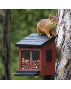 Eichhörnchen Futterbox Rot von Wildlife Garden an einem Baumstamm, mit einem Eichhörnchen auf dem schwarzen Klappdach und Haselnüssen hinter den Sichtfenstern.