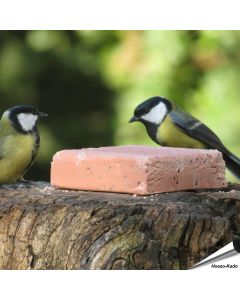 Kohlmeisen beim Aniculis Energieblock mit Beeren