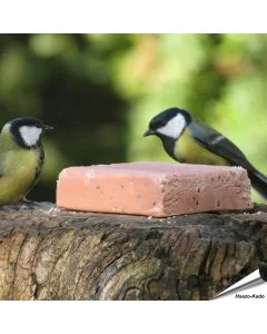 Kohlmeisen beim Aniculis Energieblock mit Beeren