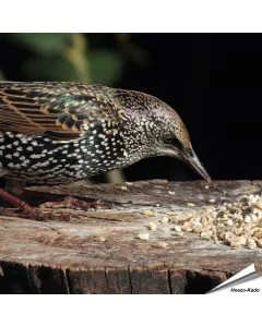 Mix voor kleine vogels - No Mess (12.55 kg)