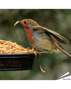 Schonend getrocknete Mehlwürmer für Tiere von Aniculis ✔️ Hoher Anteil an Proteinen, Vitaminen und Nährstoffen ✔️ 100% Naturprodukt ➤ Bequem online bestellen bei Alles für Vögel