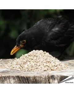 Geschälte und gehackte Sonnenblumenkerne ✔️ Ganzjährige, natürliche Futterquelle für Wildvögel ✔️ Unkrautfrei ➤ Bestelle direkt online bei Alles für Vögel