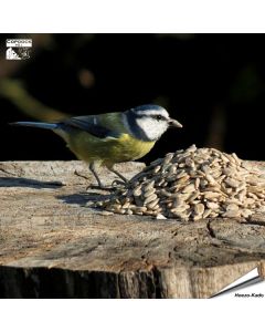 Geschälte Sonnenblumenkerne (1 kg)