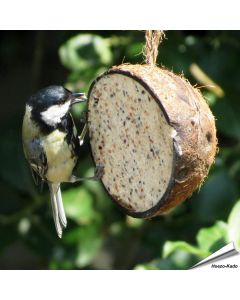 Halbe gefüllte Kokosnuss mit Mehlwürmer - Wildvogelfutter - Alles für Vögel
